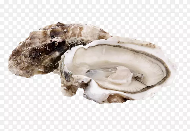 牡蛎高原水果食品蛤夹艺术-海贝壳