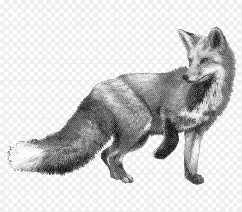 画狐狸猎犬铅笔素描写实素描