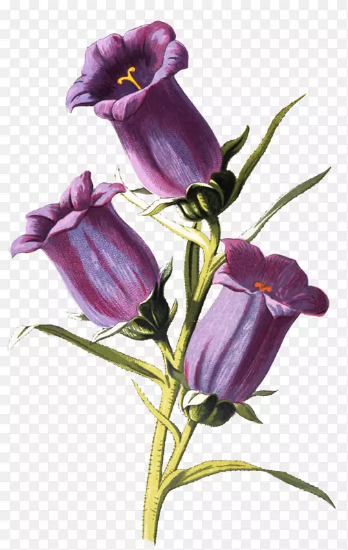 中植物学植物插图艺术画-花