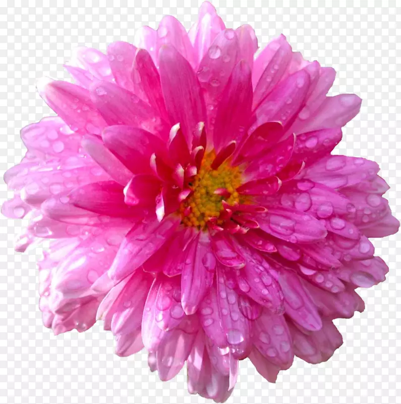 摄影花大丽花普通雏菊剪贴画-花