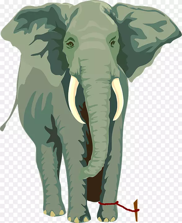 非洲象亚洲象绳子大象-大象