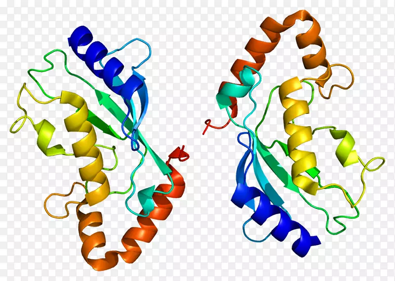 ube2l6泛素结合酶蛋白基因