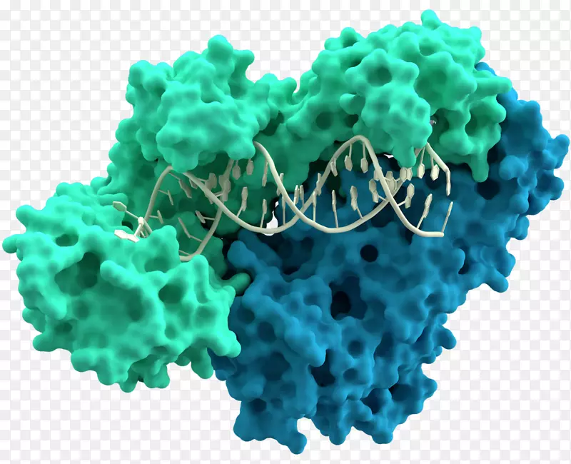 逆转录酶dna聚合酶逆转录病毒RNA多角体病毒