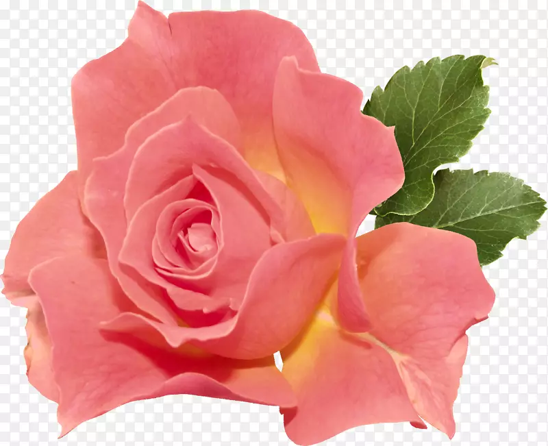 花园玫瑰，观赏植物，郁金香
