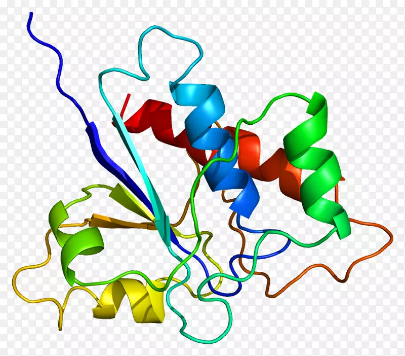 蛋白磷酸酶acp 1酶-酶