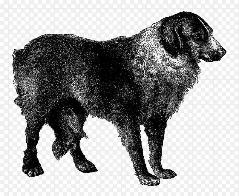 扁平化猎犬稀有品种(狗)犬品种斗牛士运动团体-狗年
