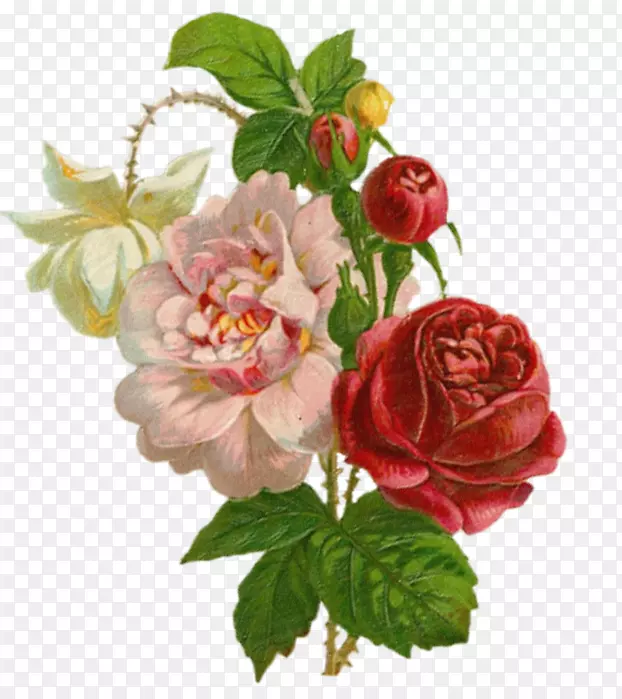 花园玫瑰画艺术剪贴画
