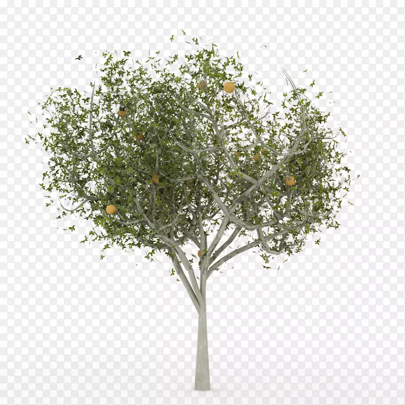 英语橡木三维计算机图形树三维建模-树