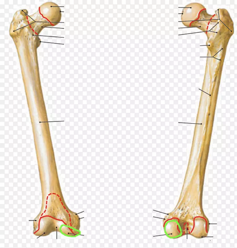 股骨粗隆间嵴、股骨粗隆间线、腓骨-人体解剖学