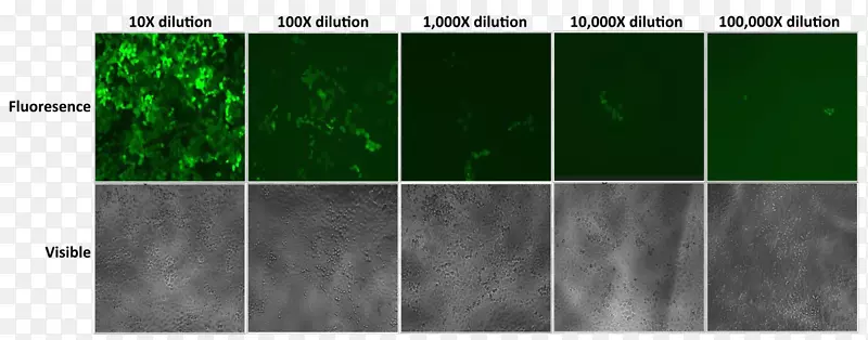 细胞和组织培养慢病毒细胞培养-荧光细胞系