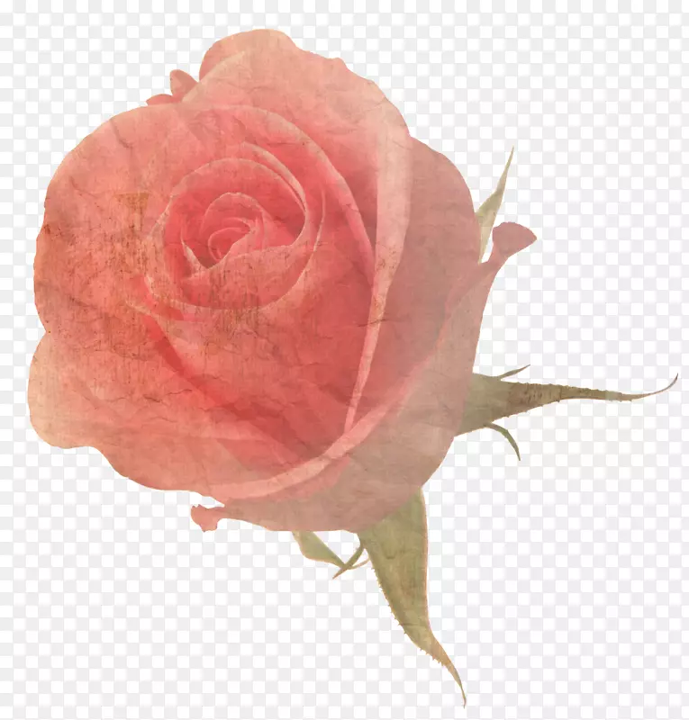 花玫瑰砧木摄影-花