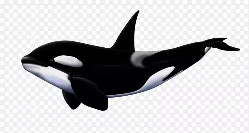大白鲨虎鲸巨鲨