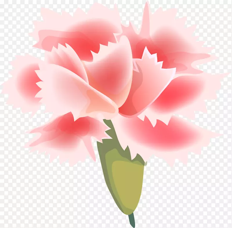 花园玫瑰花康乃馨画草本植物-花