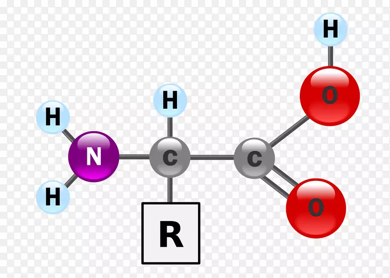 氨基酸胺侧链蛋白一级结构-其它结构