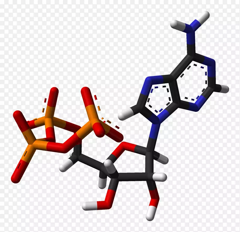 腺苷三磷酸辅酶腺嘌呤核苷酸能