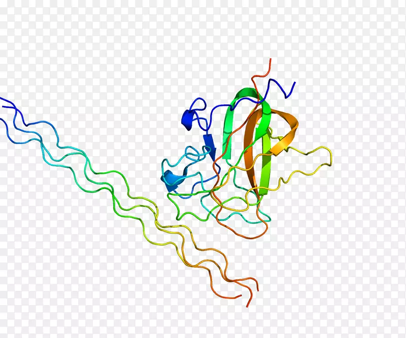 盘状结构域含受体2受体酪氨酸激酶蛋白