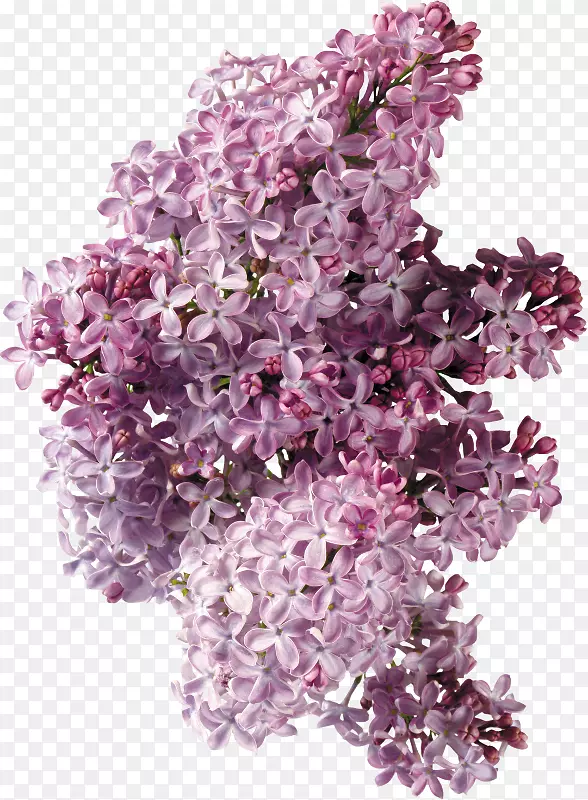 紫丁香插花艺术-丁香