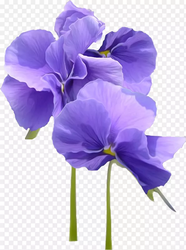 紫罗兰花潘西紫罗兰