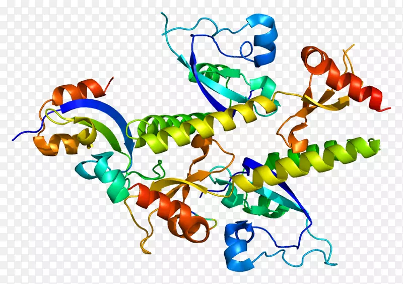 chd 1染色质结构域蛋白解旋酶基因