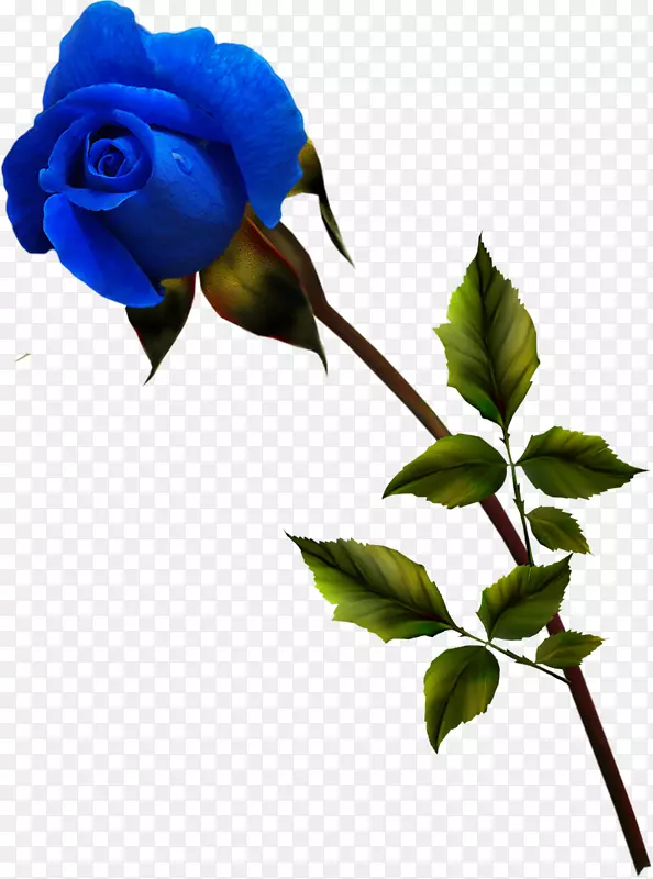 花园玫瑰蓝玫瑰花