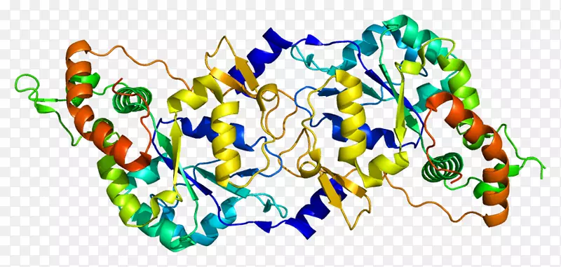 hs3st3a1硫转移酶基因hs3st3b1