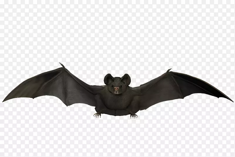 蝙蝠翼展飞行图夹艺术-蝙蝠