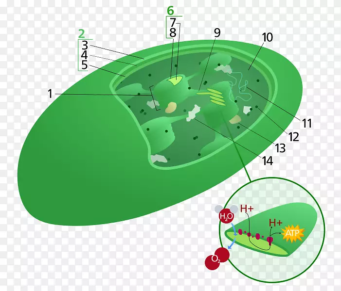 植物细胞叶绿体光合作用-家族创造