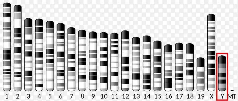 Pax6x染色体基因蛋白