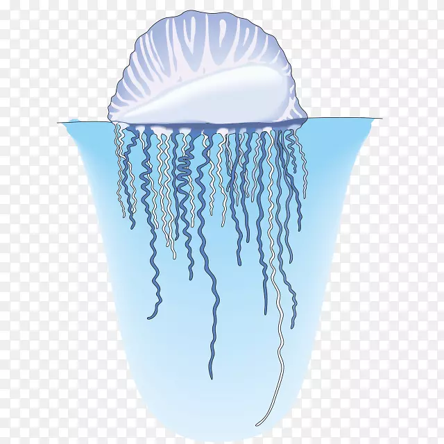 水母Nekton水生动物水生生物-水
