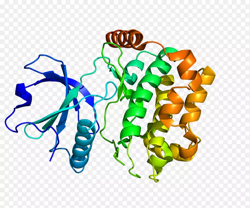 stk 24丝裂原活化蛋白激酶基因