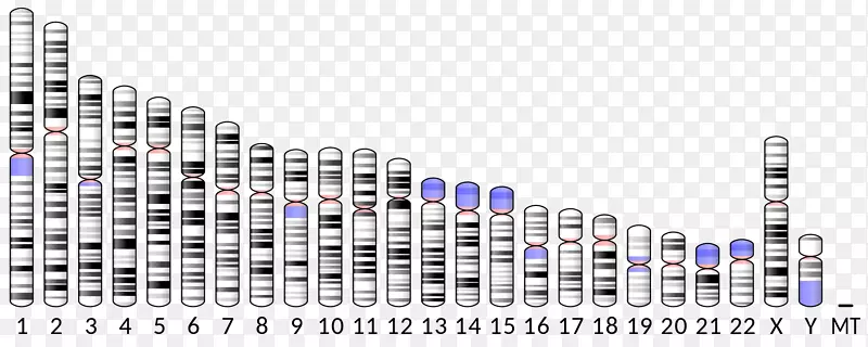 ABO 9号染色体载脂蛋白c2 ICAM-1
