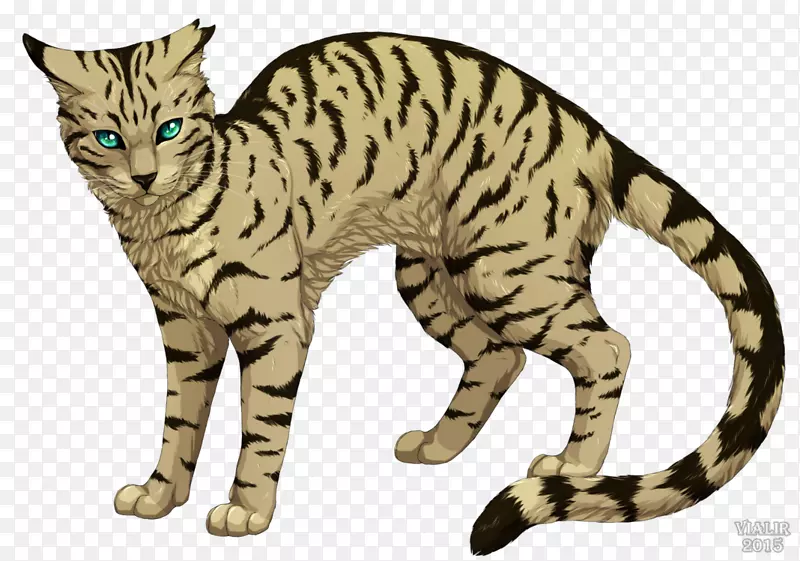 勇士队的猫变成了野生长尾的艾琳猎猫