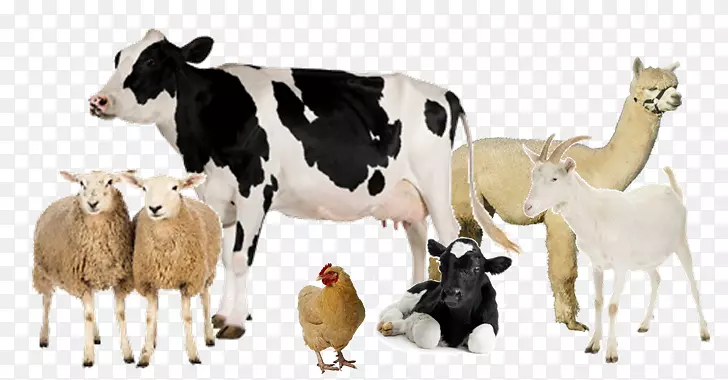 荷斯坦，弗里西亚，奶牛，奶业，畜牧-牛奶
