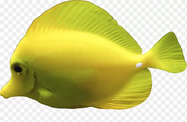 深海生物水母黄塘水生动物鱼