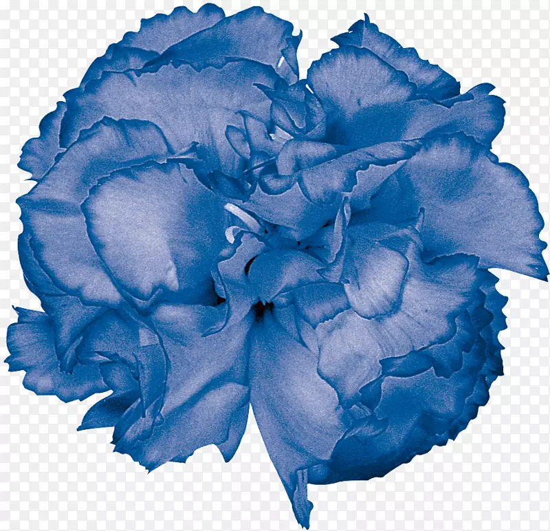蓝色玫瑰花园玫瑰色切花