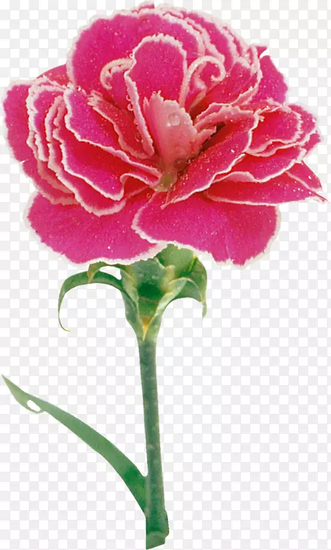 康乃馨粉红画玫瑰花