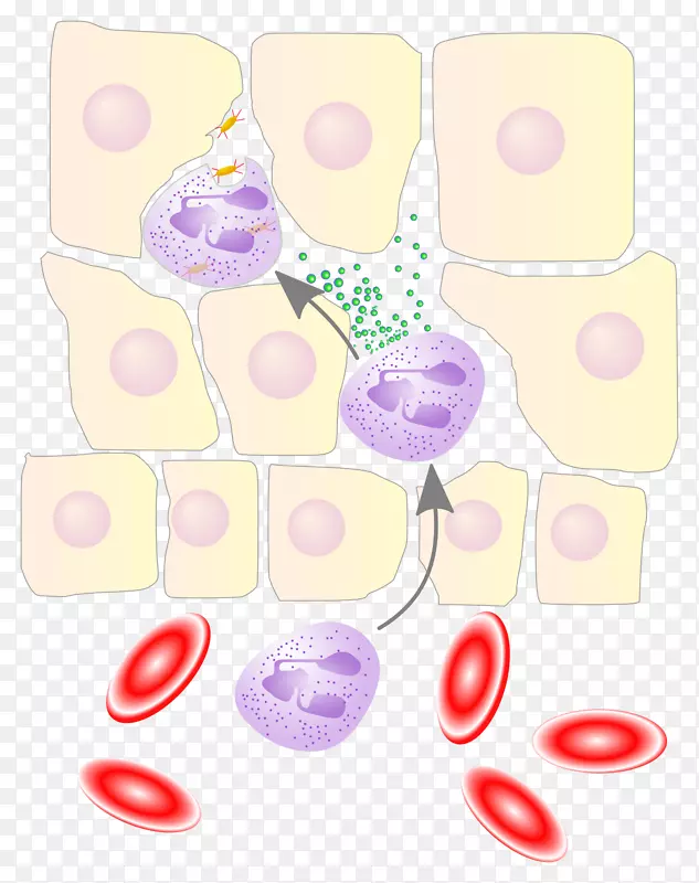 中性粒细胞趋化性白细胞外渗白细胞介素8白细胞