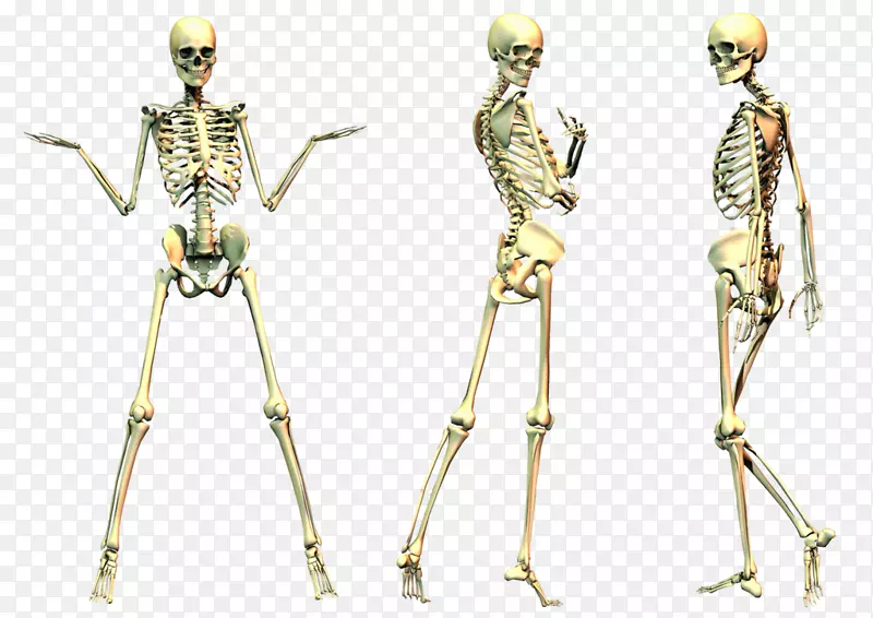 人体骨骼剪贴画-骨骼