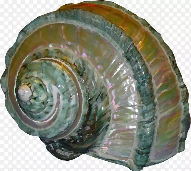 软体动物壳贝壳