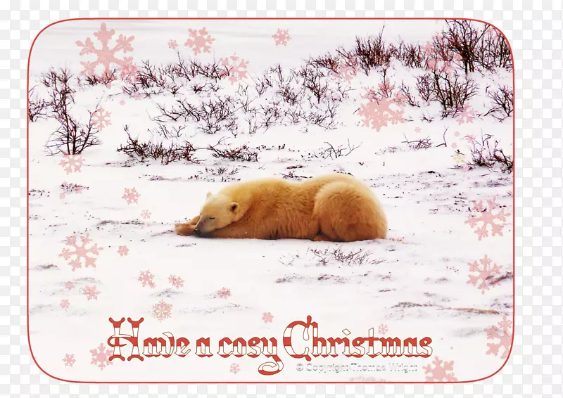 北极熊圣诞卡可爱-北极熊