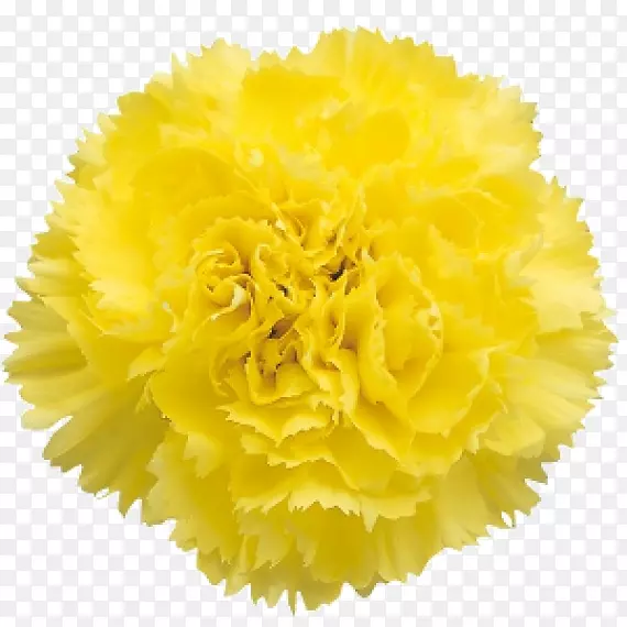 康乃馨花束，兰花，雏菊，黄花