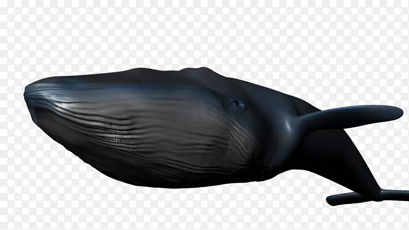 蓝鲸白鲸三维模型