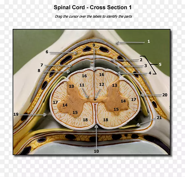 脊髓-人脊柱横断面神经系统-脊柱模型