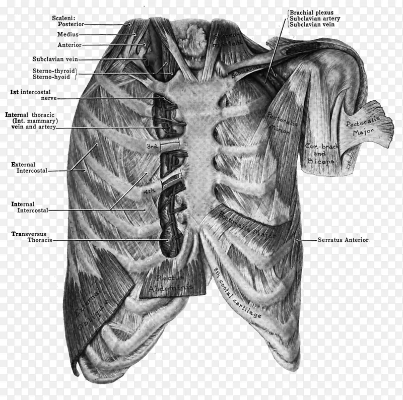 肋软骨炎胸内动脉心包膈动脉胸骨