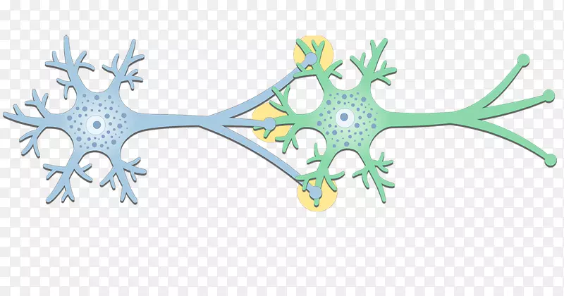 电突触神经元间隙连接突触后电位神经元