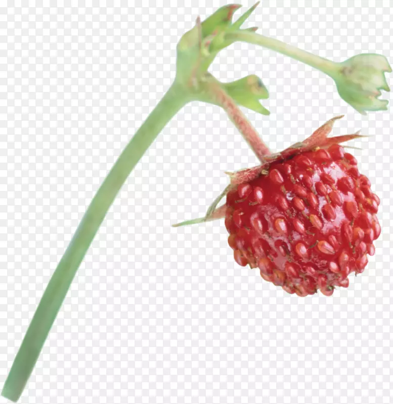麝香草莓红桑树覆盆子草莓