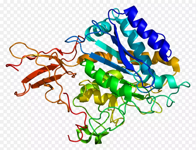 羧肽酶a6蛋白基因羧肽酶m