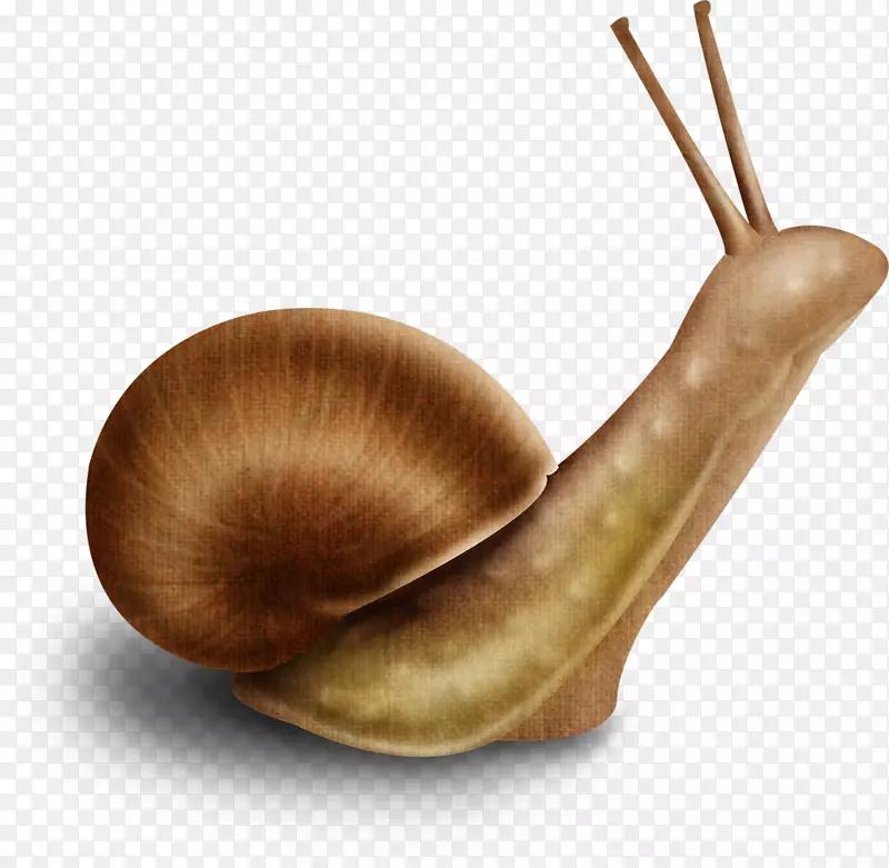 埃斯卡戈绘制CorelDraw蜗牛