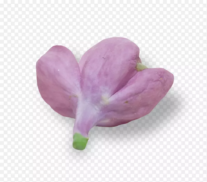 花瓣紫丁香