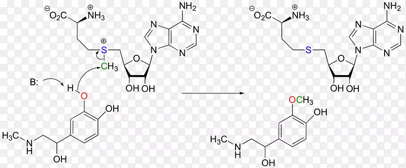甲基转移酶化学反应甲基化反应机理胺